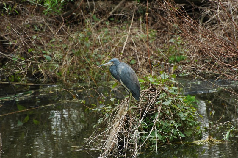 Blue Heron Errands, LLC