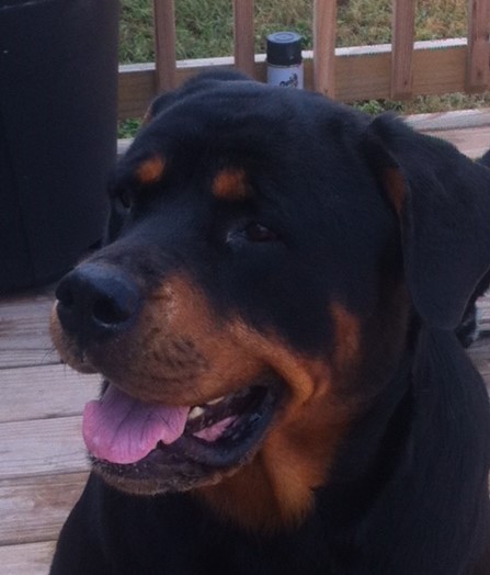 Don’t Shoot Messenger Service